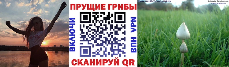 Псилоцибиновые грибы Magic Shrooms Купить Кулебаки